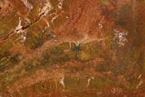 Colorful, Polished Petrified Wood (Araucarioxylon) - Arizona #371667-2